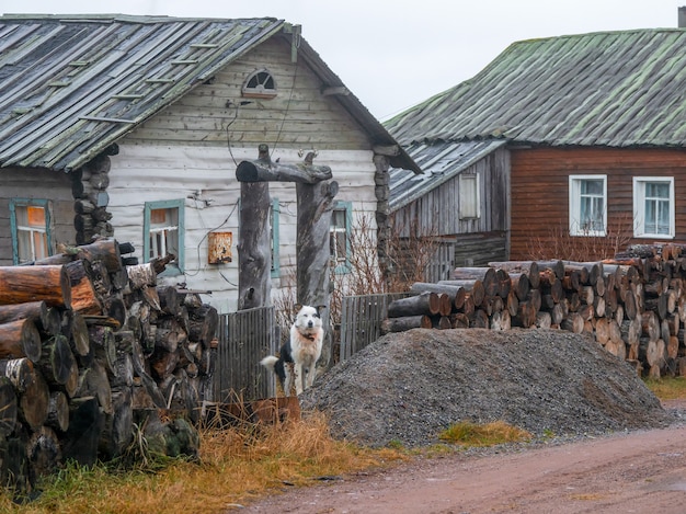 O cachorro do quintal está de guarda. vila autêntica na costa da baía de kandalaksha do mar branco. rússia.