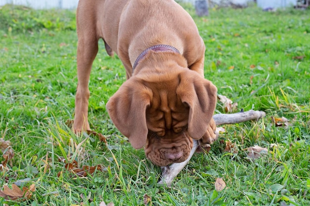 O cachorro Dogue de Bordeaux mordisca um pedaço de pau Os dentes permanentes do cachorro nascem e ele roe um pedaço de pau