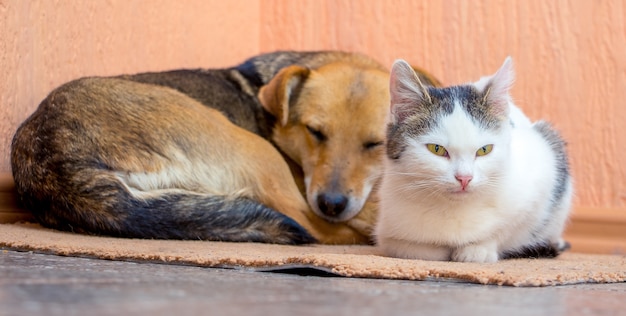 O cachorro e o gato estão deitados no tapete juntos