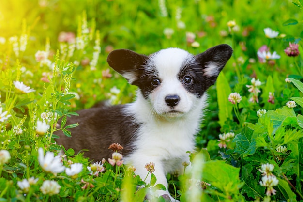 O cachorro é um cachorrinho Corgi na grama