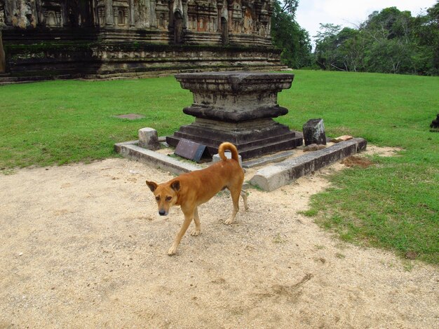 O cachorro em ruínas no parque Polonnaruwa, Sri Lanka