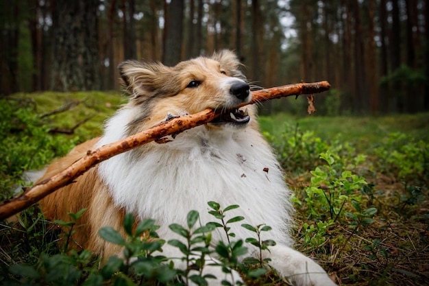 O cachorro está brincando com uma vara na floresta