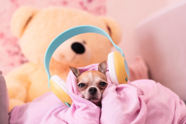 O cachorro está confortavelmente envolto em um cobertor filhote de cachorro em grandes fones de ouvido ouve música