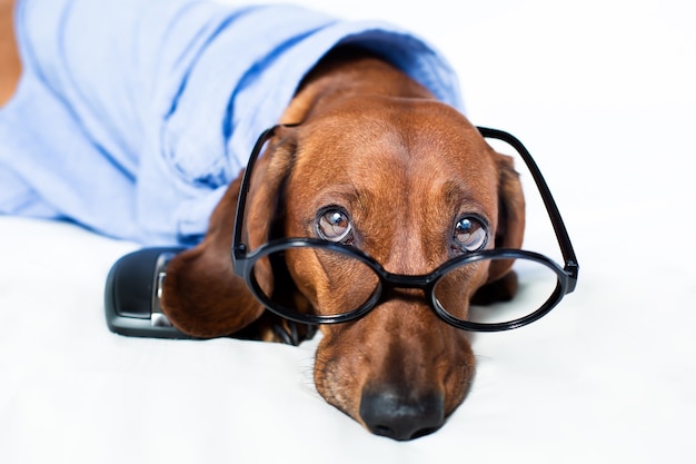 O cachorro está de camiseta e óculos com mouse