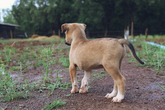 O cachorro está de pé e olhando para algo