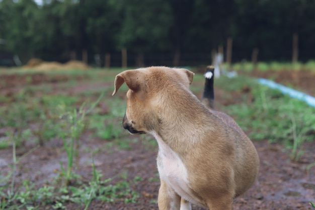 Foto o cachorro está de pé e olhando para algo