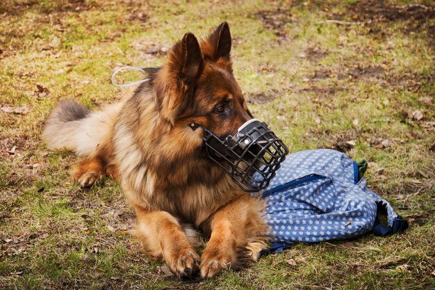 O cachorro está deitado com o saco próximo. O cão deve proteger a bolsa do dono. Pastor com focinho protege os pertences pessoais do proprietário ao ar livre na natureza