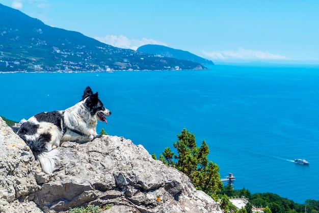 O cachorro está deitado em uma grande pedra contra o fundo do mar, olhando para longe.