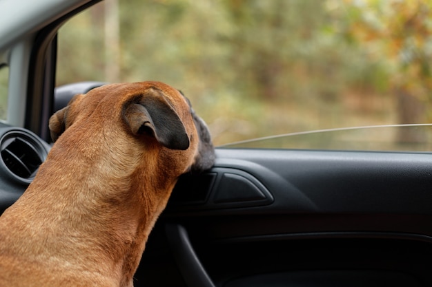 O cachorro está esperando em um carro fechado