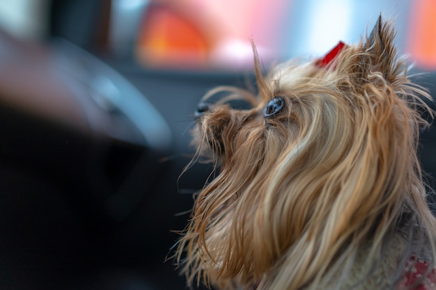 O cachorro está no carro