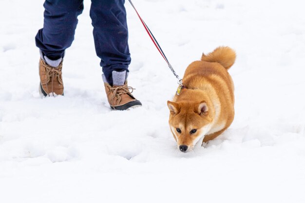 O cachorro está no gelo lindo cachorro shiba inu deitado na frente da cascata de gelo em pé na neve