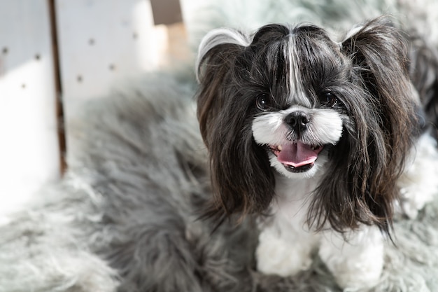 O cachorro está olhando direto com um sorriso