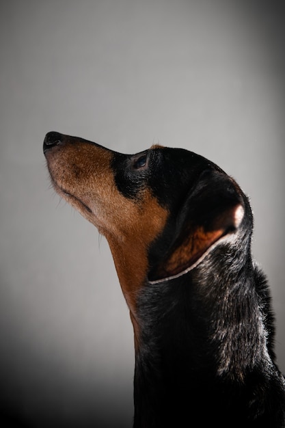 O cachorro está olhando para algo com um sorriso O fundo é cinza