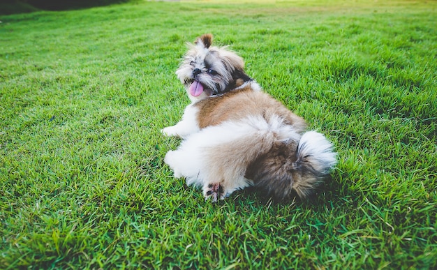 O cachorro gosta de correr no gramado.