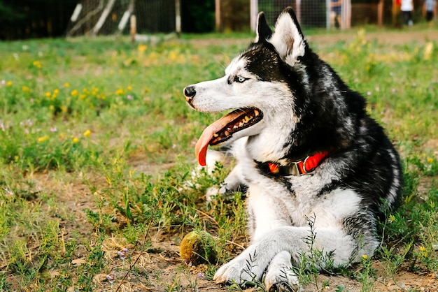 O cachorro husky está deitado na grama com flores, o cachorro enfiou a língua vermelha satisfeito e feliz