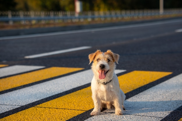 O cachorro Jack Russell Terrier corre sozinho em uma faixa de pedestres na estrada