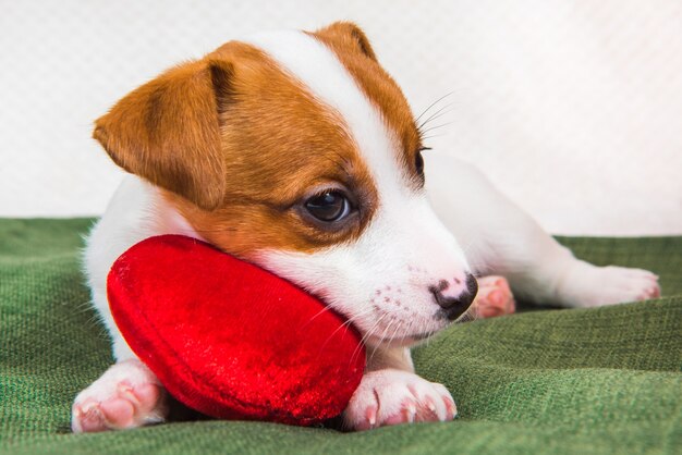 O cachorro Jack Russell Terrier está deitado com uma almofada de coração vermelho