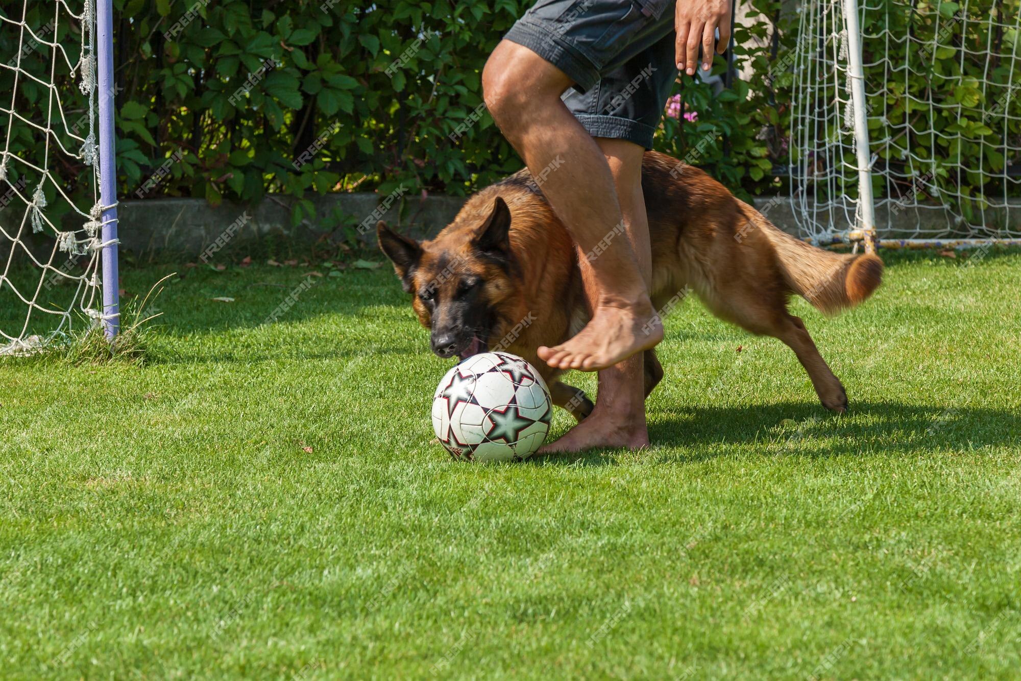 O cachorro joga futebol com o anfitrião, pastor alemão brincando