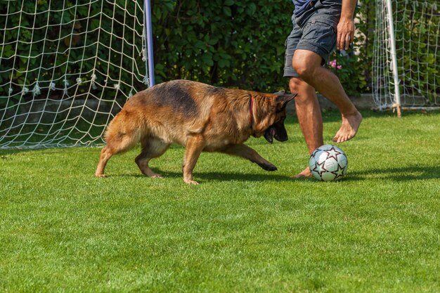 O cachorro joga futebol com o anfitrião, pastor alemão brincando