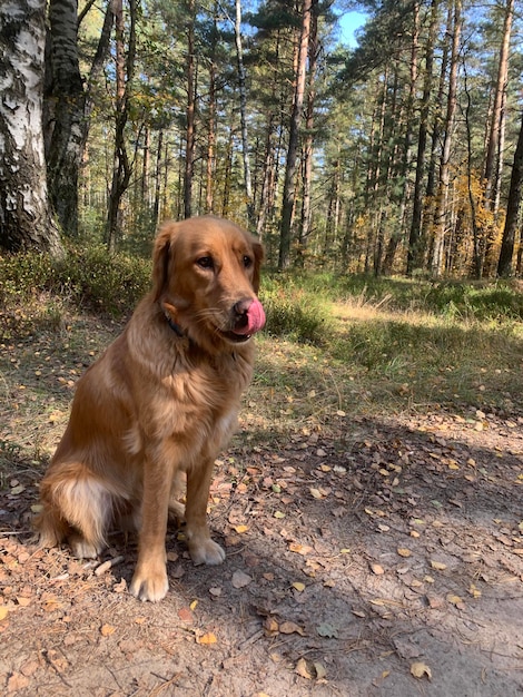 O cachorro me lambe sentado na floresta de outono em uma clareira