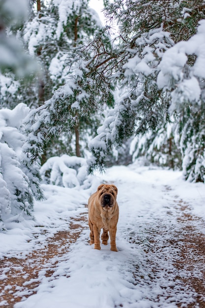 O cachorro na floresta de inverno