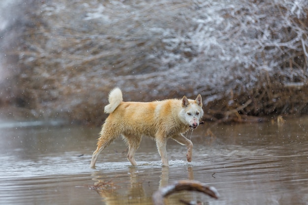 O cachorro no rio