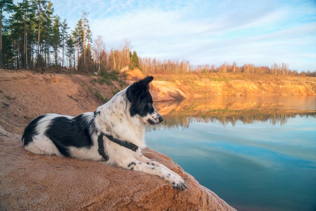 O cachorro olha para longe na margem de uma pedreira de areia.