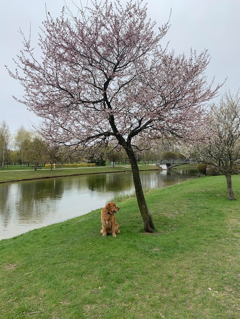 o cachorro olha para os lados ao lado da água sob a árvore de sakura rosa