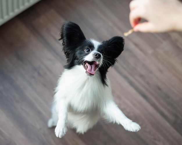 O cachorro papillon brinca e pula Vista de cima