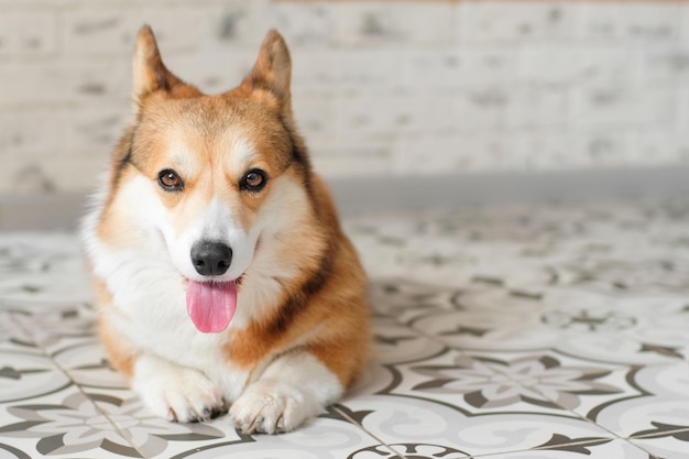 O cachorro Pembroke welsh corgi feliz está deitado no chão em casa. Animais de estimação felizes