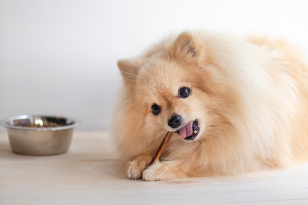 O cachorro pomeranian spitz está comendo osso de mascar