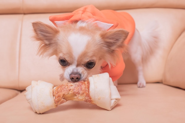 O cachorro rói um osso que chihuahua come em um sofá bege