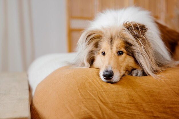 O cachorro Rough Collie em casa Cachorro dentro