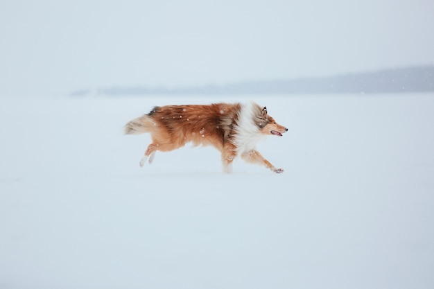 O cachorro Rough Collie no inverno