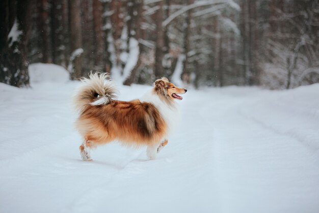 O cachorro Rough Collie no inverno