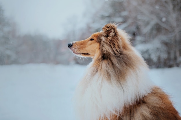 O cachorro Rough Collie no inverno