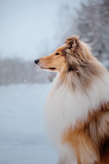 O cachorro Rough Collie no inverno