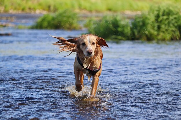 O cachorro ruivo molhado corre na água e se sacode