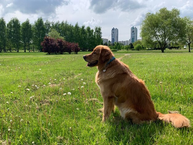 o cachorro senta-se em um fundo pitoresco e olha com atenção