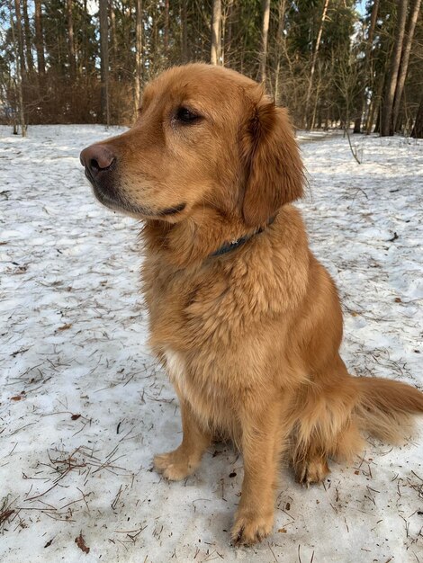 O cachorro senta-se na neve branca na floresta em um dia ensolarado