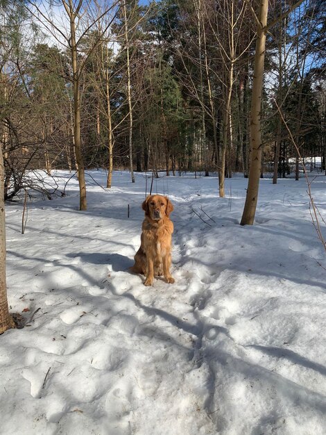 O cachorro senta-se na neve branca na floresta em um dia ensolarado