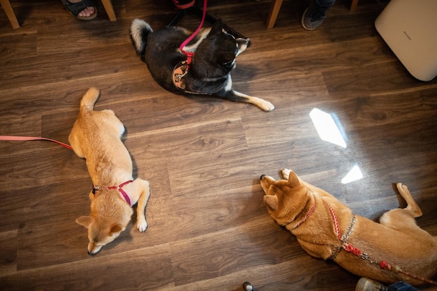 O cachorro shiba inu em casa Feche a imagem de um cachorro shiba inu entrando na casa