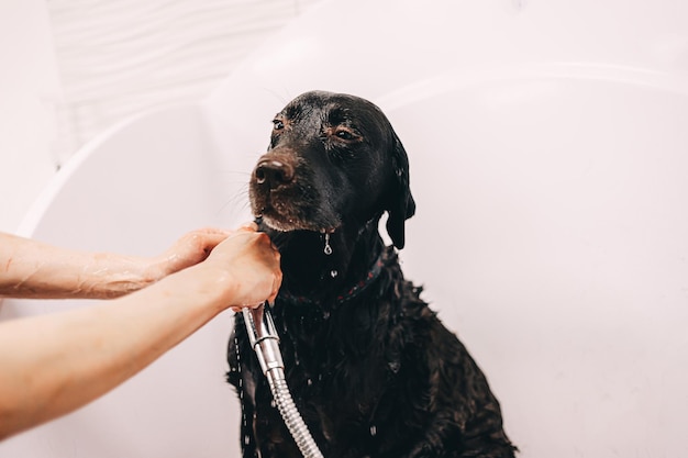 O cachorro toma banho