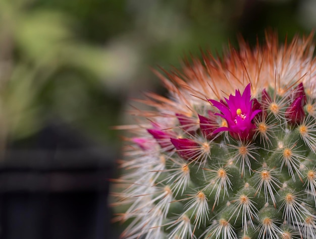 O cacto Mammillaria uma linda flor rosa