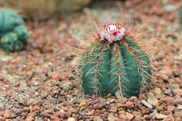 O cacto nomeou Melocactus Violaceus (nome científico) no jardim.