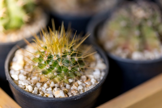 O cacto planta fora, copia o espaço.