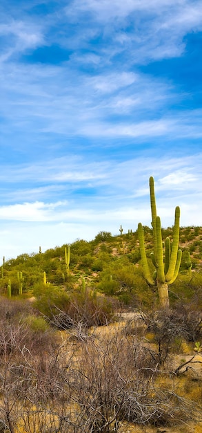 O cacto Saguaro cresce nas terras áridas do Parque Nacional Saguaro