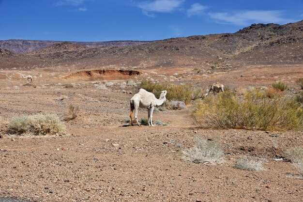 O camelo na estrada nas montanhas da arábia saudita
