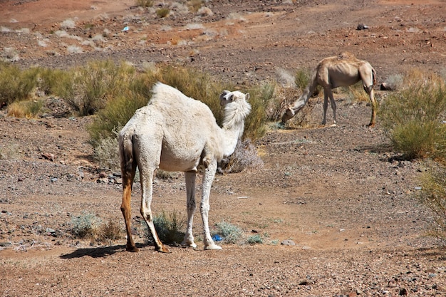O camelo na estrada nas montanhas da Arábia Saudita