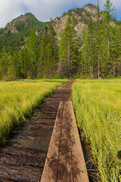 O caminho de madeira, montanhas de Altai